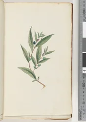 Page 3. Plante non identifiée