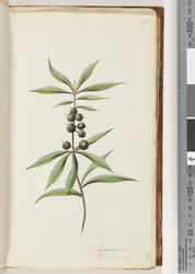 Page 41. Schraderia ? / Persoonia