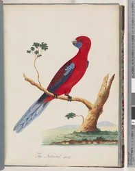 Page 46. Perruche de Pennant