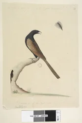 Page 47. Centropus. Taille réduite à 1/3 Coucal faisan Centropus phasianinus, 1791-92
