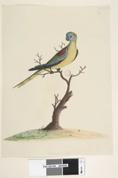 Page 49. War,ran. Taille naturelle Perruche turquoisine Neophema pulchella, mâle, 1791-92