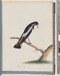 Page 50. Pie-grièche. Corvus cyanoleucos
