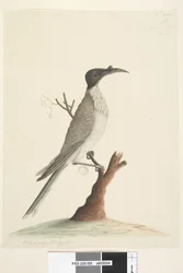 Page 55. Wer,gan ou le Frère. Meliphaga Phrygia. taille naturelle Noisy Friarbird Philemon corniculatus, 1791-92