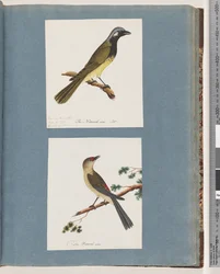 Oiseau non identifié. Turdus leucotis. Pinson à sourcils rouges. Turdus new