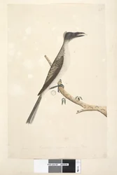 Page 57. Janvier. Taille réelle, supposé être un jeune oiseau Noisy Friarbird Philemon corniculatus, 1791-92