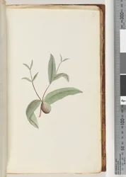 Page 57. Plante non identifiée