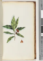Page 58. Plante non identifiée