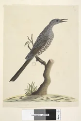 Page 59. Taille naturelle, les plumes de la tête, du cou et de la poitrine sont pointues Brush Wattle, Oiseau Anthochaera chrysoptera, 1791-92