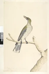 Page 5. Oriolus mimetis. taille naturelle. Juillet, iris douteux Olive, Loriot à dos olive Oriolus sagittatus, 1791-92