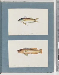 Page 5. Poisson non identifié 6. Poisson non identifié