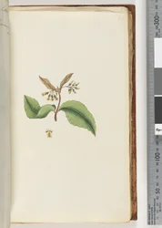 Page 60. Plante non identifiée