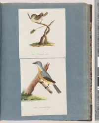 Page 62. Diamant à sourcils rouges. Loxia astrild. 63. Oiseau non identifié. Muscicapa flavigastra