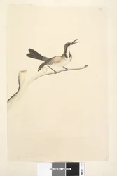 Page 63. Mai. Taille naturelle Tawny Crowned Honeyeater Phylidonyris melanops, 1791-92