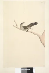 Page 64. Taille naturelle. Iris douteux. Iris supposé être de couleur paille Brown Tree, Creeper Climacteris picumnus, 1791-92