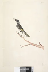 Page 65. Mai, taille naturelle Yellow Winged Honeyeater Meliornis novae, hollandiae, 1791-92
