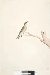 Page 66. Août. Taille naturelle, Grey, Backed Silvereye Zosterops lateralis