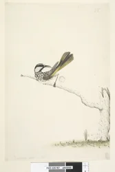 Page 67. Taille réelle, juin Méliphage à joues blanches Phylidonyris nigra, 1791-92