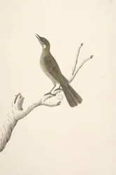 Page 68. Taille réelle, août Lewin Honeyeater Meliphaga Lewinii, 1791-92
