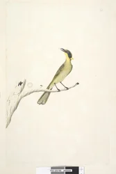 Page 69. Taille naturelle. Iris douteux, Yellow, Tufted Honeyeater Lichenostomus melanops