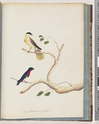 Page 70. 1. Oiseau non identifié. Fauvette à bonnet