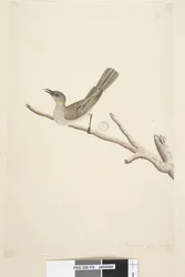 Page 70. Taille naturelle. August Fuscous Honeyeater Lichenostomus fuscus, 1791-92