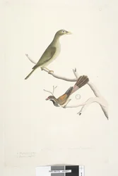 Page 72. Bell Miner Manorina melanophrys et Rhipidura rufifrons, 1791-92