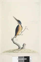 Page 74. Martin-pêcheur. Taille naturelle Martin-pêcheur azuré Alcedo azurea, 1791-92