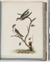 Page 74. Oiseaux non identifiés