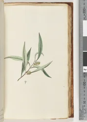 Page 75. Plante non identifiée
