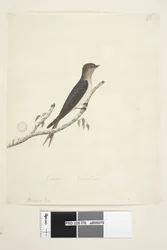 Page 76. Hirundo. au centre inférieur dans une autre main Janvier Taille naturelle Hirondelle bienvenue Hirundo neoxena, 1791-92