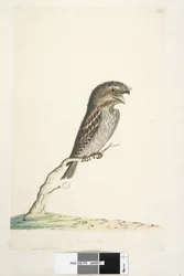Page 78. Caprimulgus. au centre inférieur dans une autre main 1/2 de la taille naturelle Podarge grisâtre Podargus strigoides, 1791-92