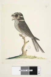Page 79. Un jeune faucon musqué, taille naturelle, Aegotheles cristatus, 1791-92