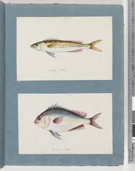 Page 7. Poisson non identifié. 8. Poisson non identifié