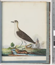 Pluvier doré femelle