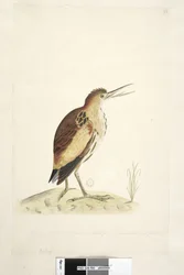 Page 90. Ardea. Petit Butor, Ixobrychus minutus, 1791-92