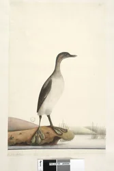 Podicepha