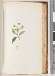 Page 99. Plante non identifiée