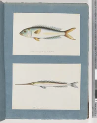 Page 9. Poisson non identifié. 10. Poisson non identifié