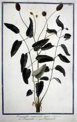 Pimprenelle : Pimpinella Sanguisorba major.