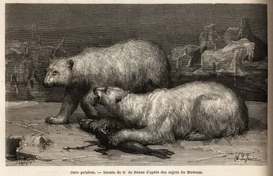 Ours polaires sur la banquise, battant un phoque qu
