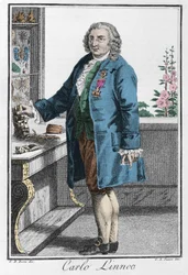 Portrait de Charles Linné (Carl von Linné, Linnéus)