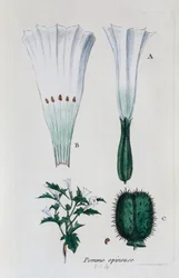 Pomme épineuse (datura, jimsonweed)