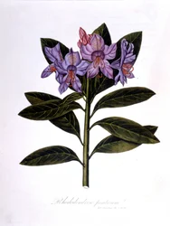 Rhododendron (Rhododendrum Pontium)
