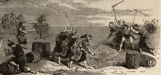 Culture du riz : dernière étape, avec l