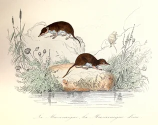 Musaraigne et musaraigne aquatique classées par la nomenclature de Linné et Cuvier (gravure)