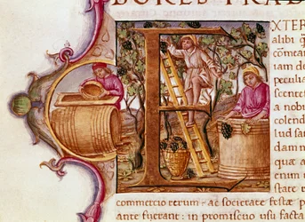La Récolte Lettrine du manuscrit « Histoire Naturelle » par l