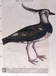 Le vanneau dans Historia Animalium par Conrad Gesner (1516 - 1565), Tiguri