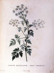 La ciguë commune. Gravure du XVIIIe siècle