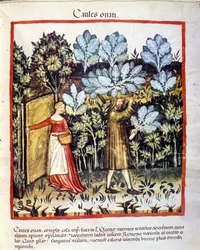 Récolte de fleurs de chou dans un jardin potager. Enluminure tirée de l