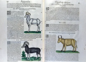 La double page des quadrupèdes dans Historia Animalium par Conrad Gesner (1516 - 1565), Tiguri